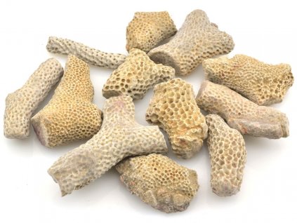 mechovky bryozoa sahara 6