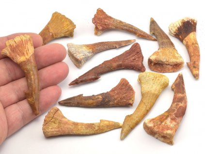 Pravé zkamenělé zuby pilouna Onchopristis z Maroka.