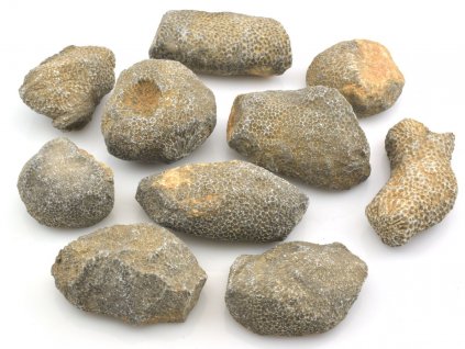 Fosilní mechovky Bryozoa z Maroka, ordovik, pravé zkameněliny na prodej.