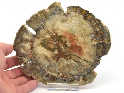 zkamenele drevo xl 2