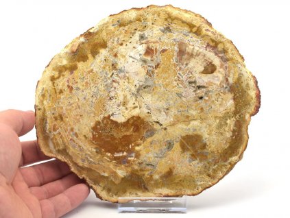 zkamenele drevo xl 14a