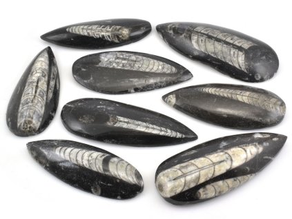 Orthoceras zkameněliny 8–10 cm, leštěné destičky ze svrchního devonu.
