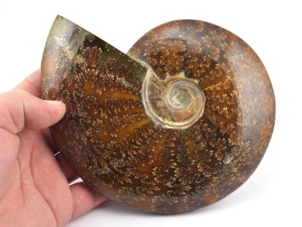 Celoleštěný amonit Cleoniceras z Madagaskaru s výraznými suturami ve tvaru dubového listu.