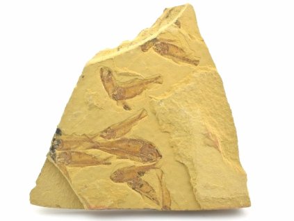 fosilni ryba gosiutichthys parvus 2