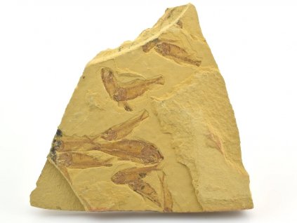 ryba gosiutichthys parvus 2