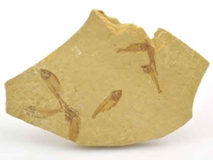 ryba gosiutichthys parvus 11