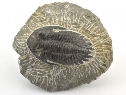 trilobit z maroka 3