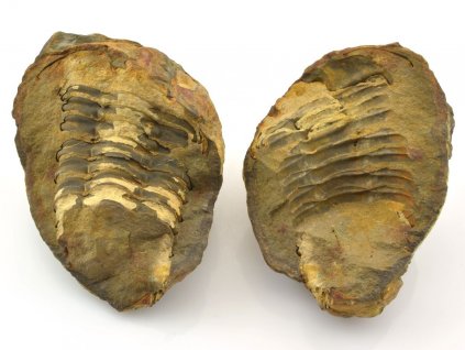 trilobit pozitiv negativ 2c