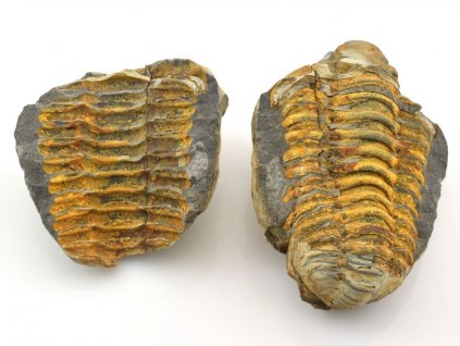 trilobit pozitiv negativ 6