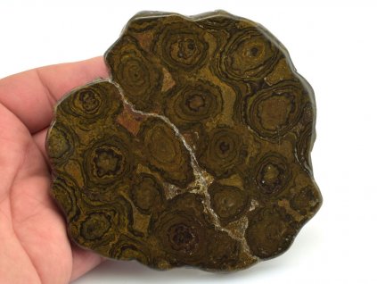 stromatolit platek 2