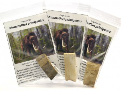 Malý fragment mamutího klu Mammuthus primigenius v zip sáčku s popisem.