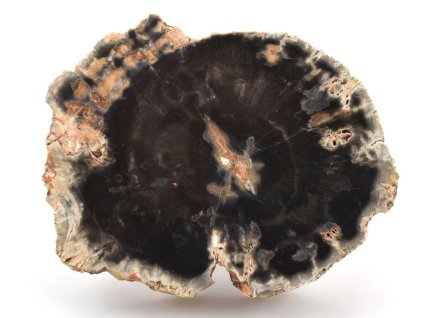 zkamenele drevo platek 1