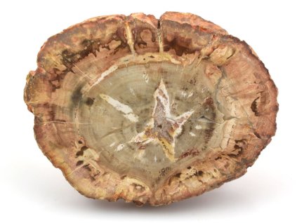 zkamenele drevo platek 6