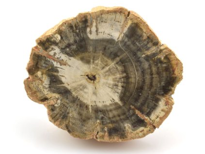 zkamenele drevo platek 29