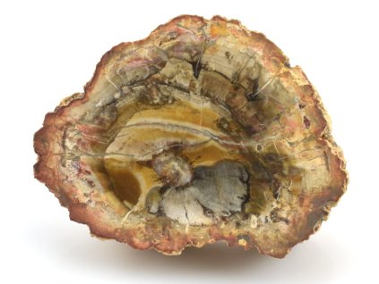 zkamenele drevo platek 30