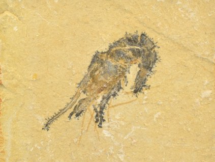 krevety fosilni 16a