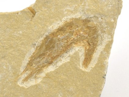 krevety fosilni 17a