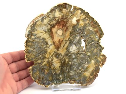 zkamenele drevo xl 9a