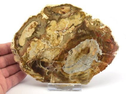 zkamenele drevo xl 19a