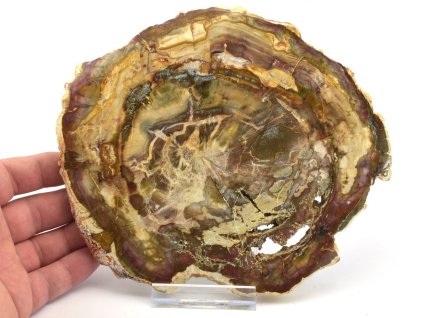 zkamenele drevo xl 20a