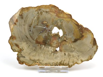 zkamenele drevo xl 21