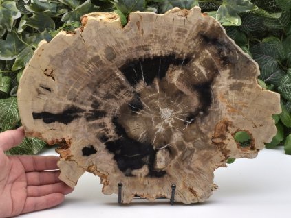 zkamenele drevo indonesie 5b