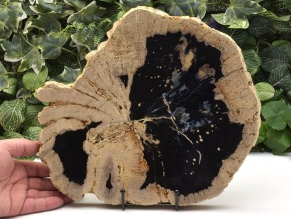 Oboustranně leštěný plát zkamenělého dřeva z Indonésie.