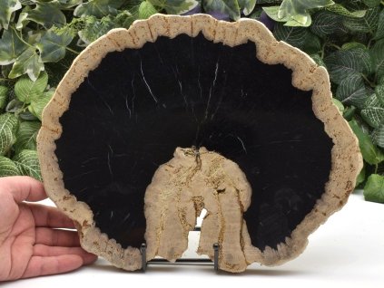 Průřez zkamenělého dřeva z Jávy, oboustranné leštění.