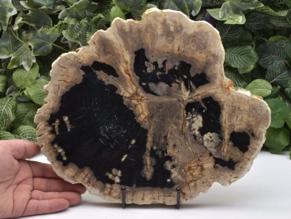 Dekorativní fosilní dřevo z Indonésie, miocén.