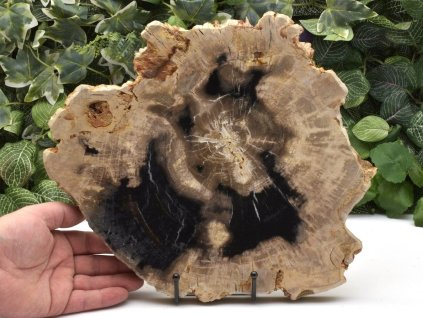 Zkamenělé tropické dřevo, dekorativní plát z Indonésie.