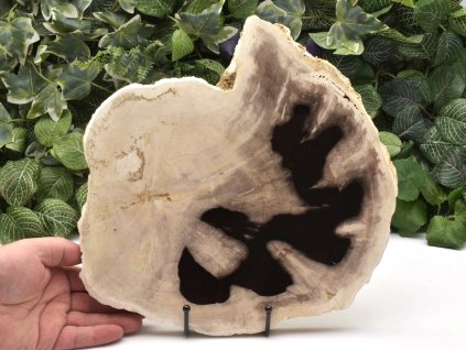 Velký sbírkový kus zkamenělého dřeva z Indonésie.