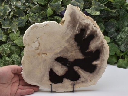 Zkamenělé dřevo Indonésie, dekorace.