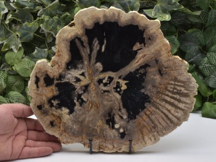 Velký plát zkamenělého dřeva z Indonésie, Jáva, oboustranně leštěná fosilie.