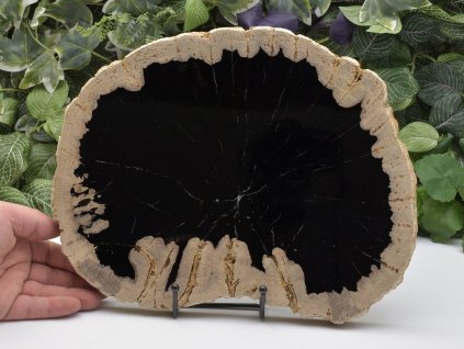 Zkamenělé tropické dřevo Jáva, oboustranně leštěný velký plát.