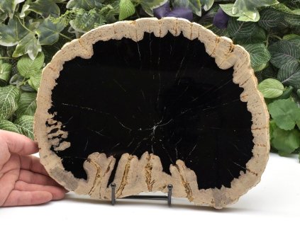 Leštěné zkamenělé dřevo z Jávy s dochovanou strukturou.