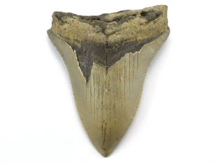 megalodon 23