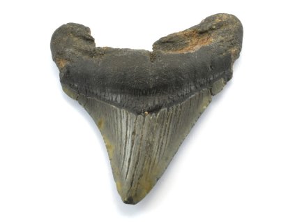 megalodon 37