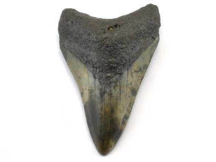 megalodon 38