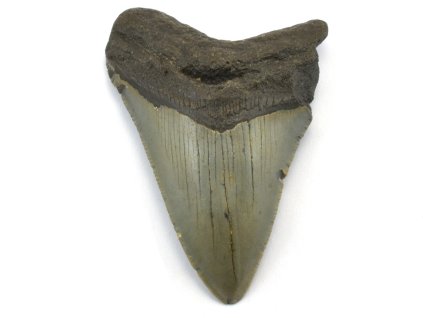 megalodon 39