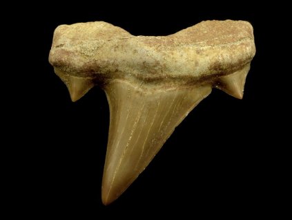 zub otodus 29
