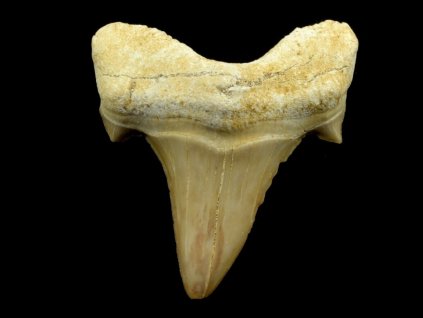 zub otodus 31