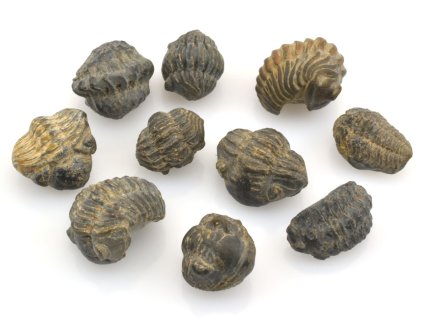 mini trilobiti 10ks