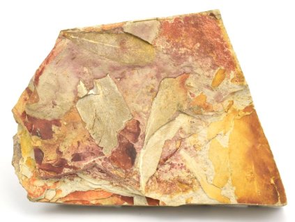glossopteris australie 16