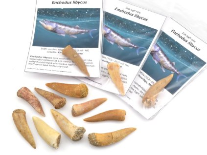 Fosilní zuby tygří ryby Enchodus libycus 3–4 cm ze svrchní křídy, období maastricht.