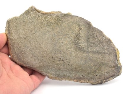 Pravá dinosauří kost z Atlasu v Maroku, oboustranně vyleštěná fosilie z doby křídy.