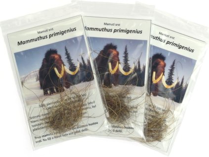 mamuti srst mammuthus primigenius