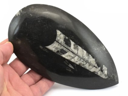 orthoceras maroko 25