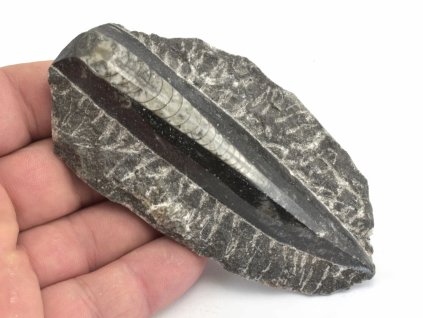 orthoceras deska mala 50
