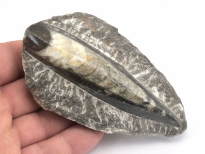 orthoceras deska mala 52