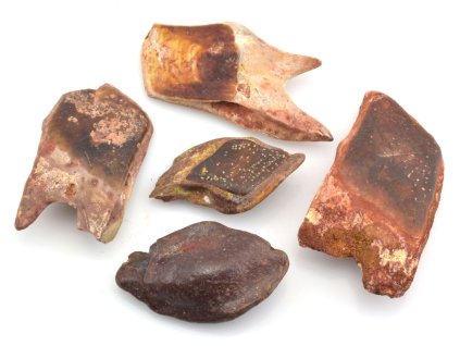 Fosilní šupiny Lepidotes, sada 5 ks z křídy.